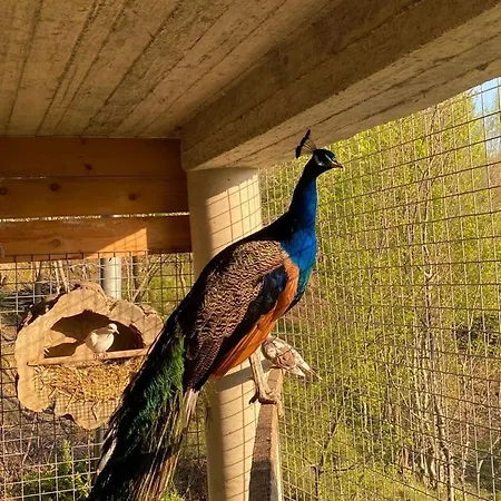 Bujtina Salko فيلة *