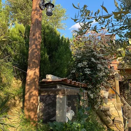 فيلة Bujtina Salko *